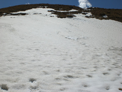 Gorson Top, Gorson Bugyal, Auli, Garhwal, Uttarakhand, weekend getaway, Himalayas, trek