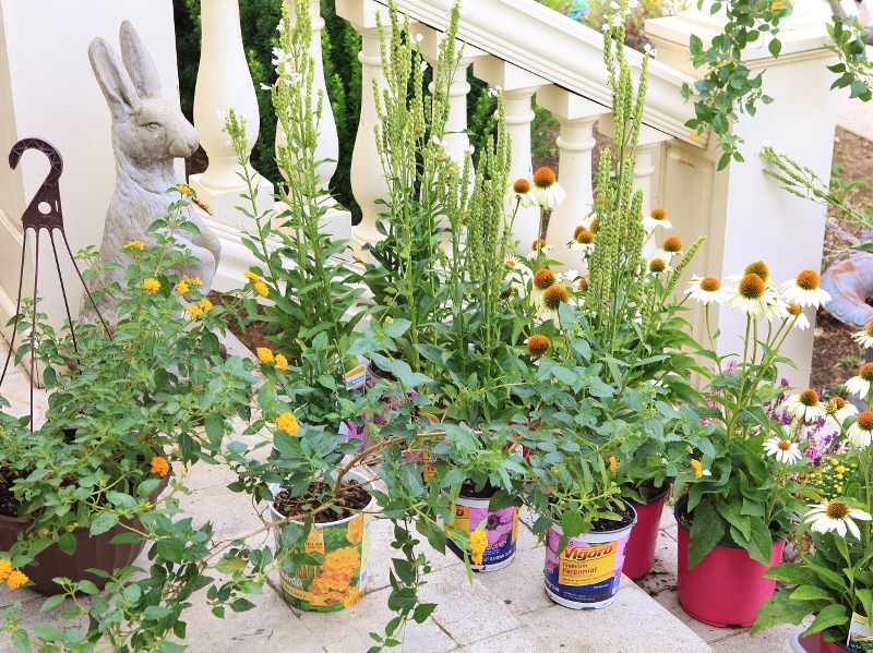 Rattlebridge Farm She�s Gone to Pot