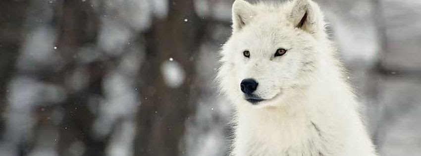 couverture-facebook-loup-blanc_05.jpg