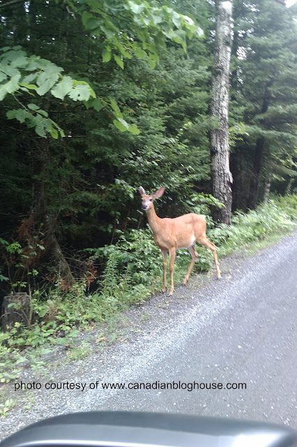 female deer in woods