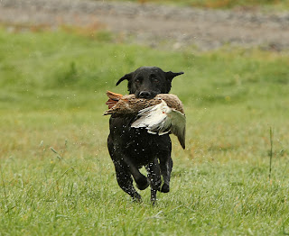 Will, fotad av Peter Raneryd från Internationella A-provet i Östra