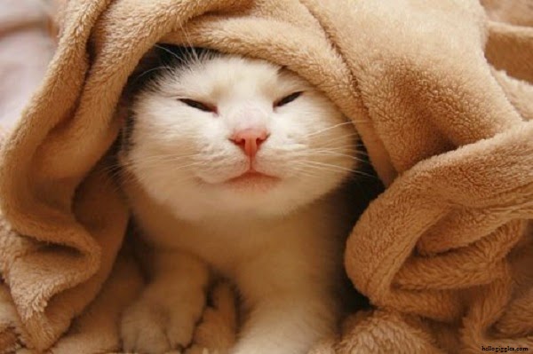 Résultat de recherche d'images pour "images droles chats"