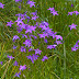 Clopoţei (Campanula patula)