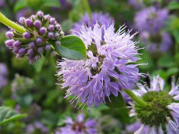 PLANTAS MÁGICAS EL POLEO, PLANTA MÁGICA Y MEDICINAL PLANTAS MÁGICAS EL POLEO, PLANTA MÁGICA Y MEDICINAL