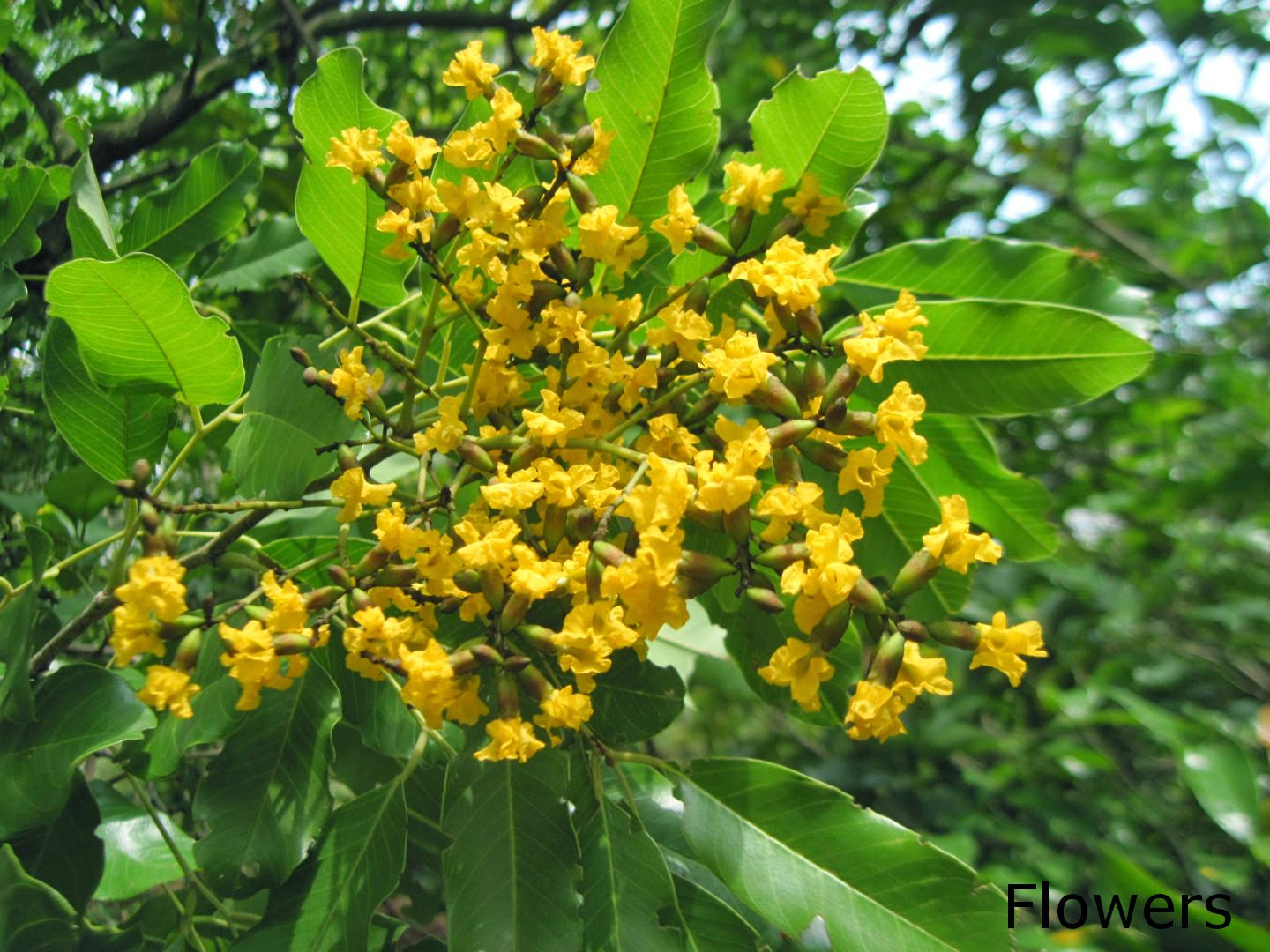 Gammalu/Pterocarpus marsupium Herbal plants Sri Lanka