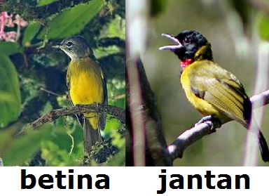 Cara Membedakan Burung Samyong Jantan Dengan Betina Jbbkicau Cara Membedakan Burung Samyong Jantan Dengan Betina Jbbkicau