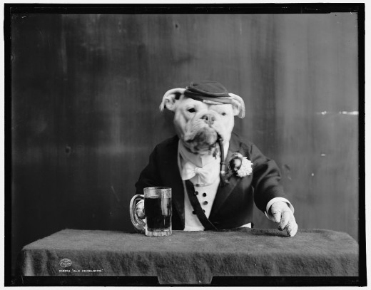 Buldogues! Buldogue vestido mascarado fotografia