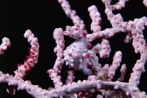 Caballito de Mar Pygmy