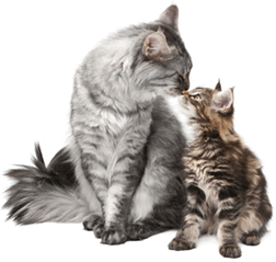 Hearing Cats Vs Dogs Hearing Cats Vs Dogs