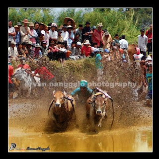 Lomba Pacu Jawi