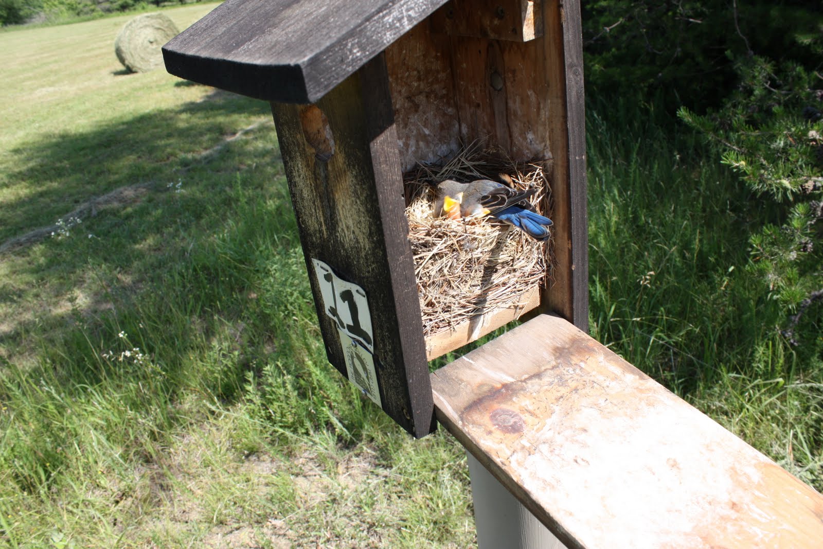 John Carlin's Virginia: Bluebirds Along the Parkway