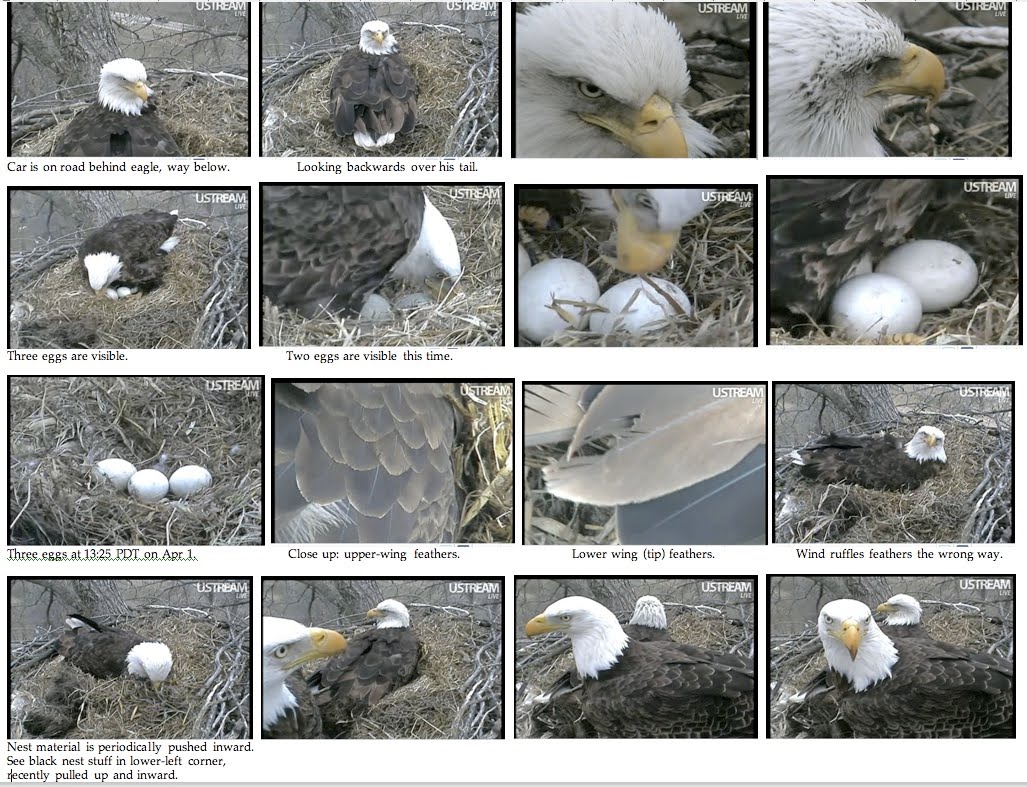 Msnbc streaming live video