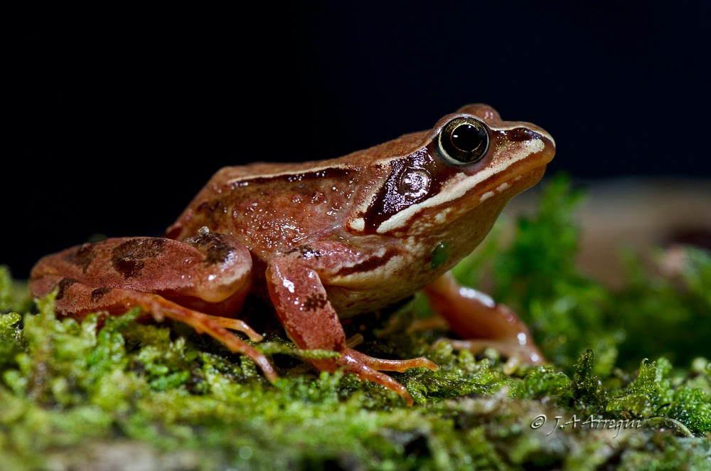 Rana bermeja, Rana temporaria, Common frog Rana bermeja, Rana temporaria, Common frog