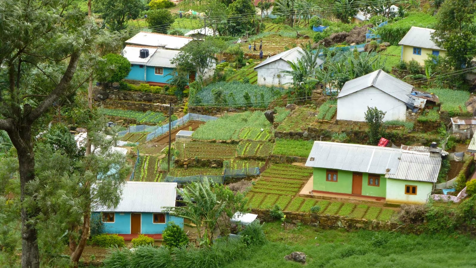 Village de cueilleurs tamouls