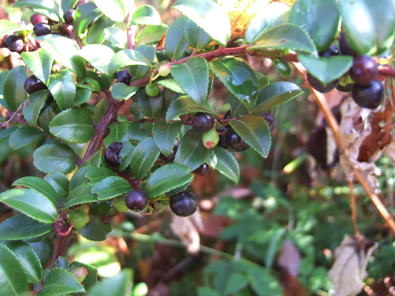 Reading the Washington Landscape Evergreen Huckleberry Season