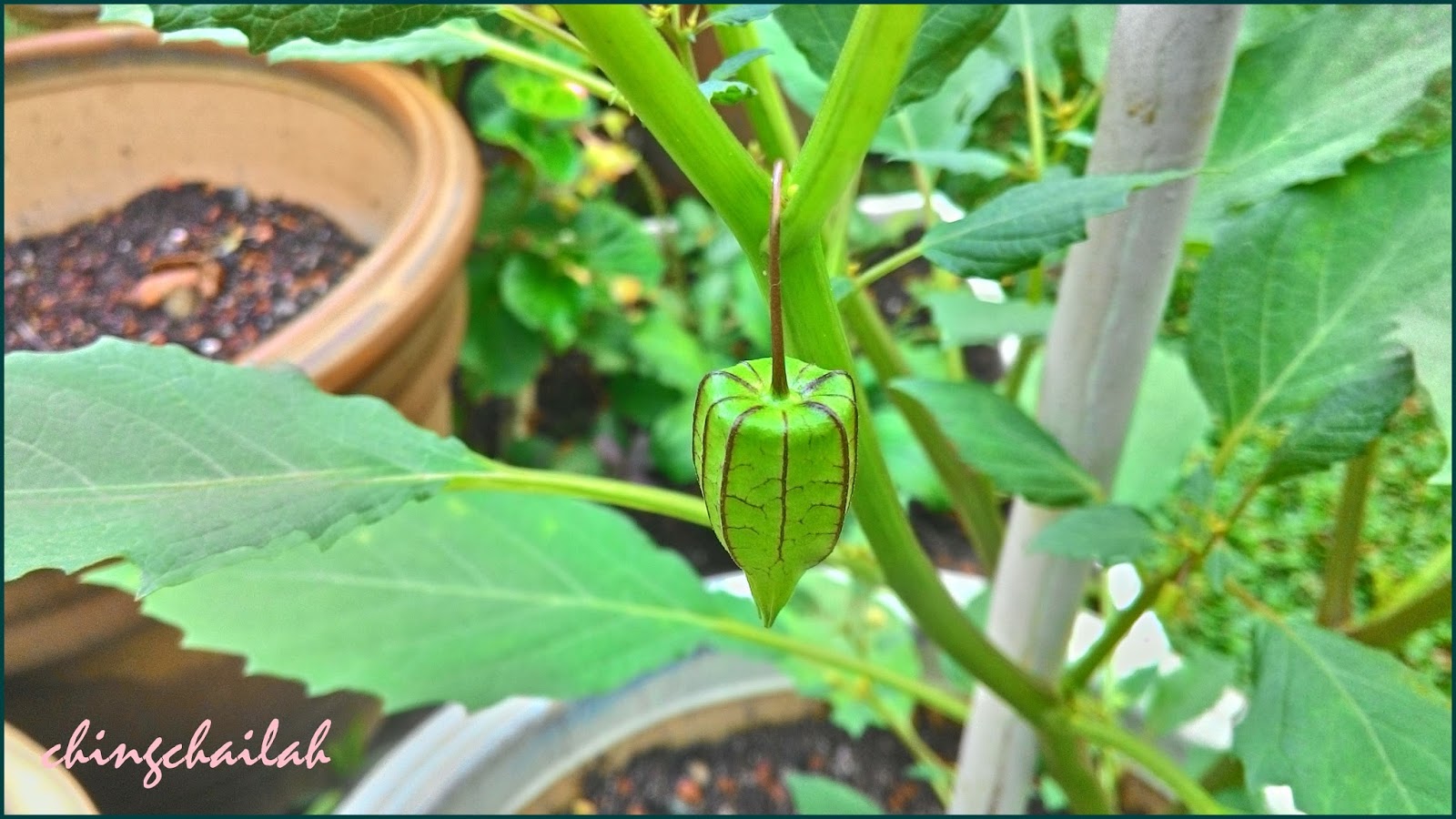 Simple Living In Nancy GROWING TOMATILLO OR WILD CAPE GOOSEBERRY PLANT