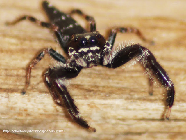Bavia Jumping Spider (Bavia sp), Sumatra Indonesia