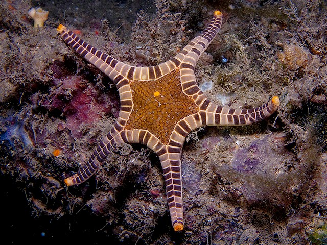 La estrella de mar que parece un mosaico Iconaster+longimanus+estrella+de+mar+mosaico+20