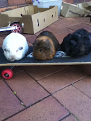 The guineapigs