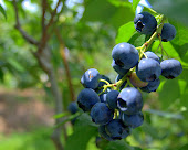 Blueberries