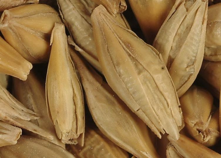 FOOD HISTORY: Barley in ancient history