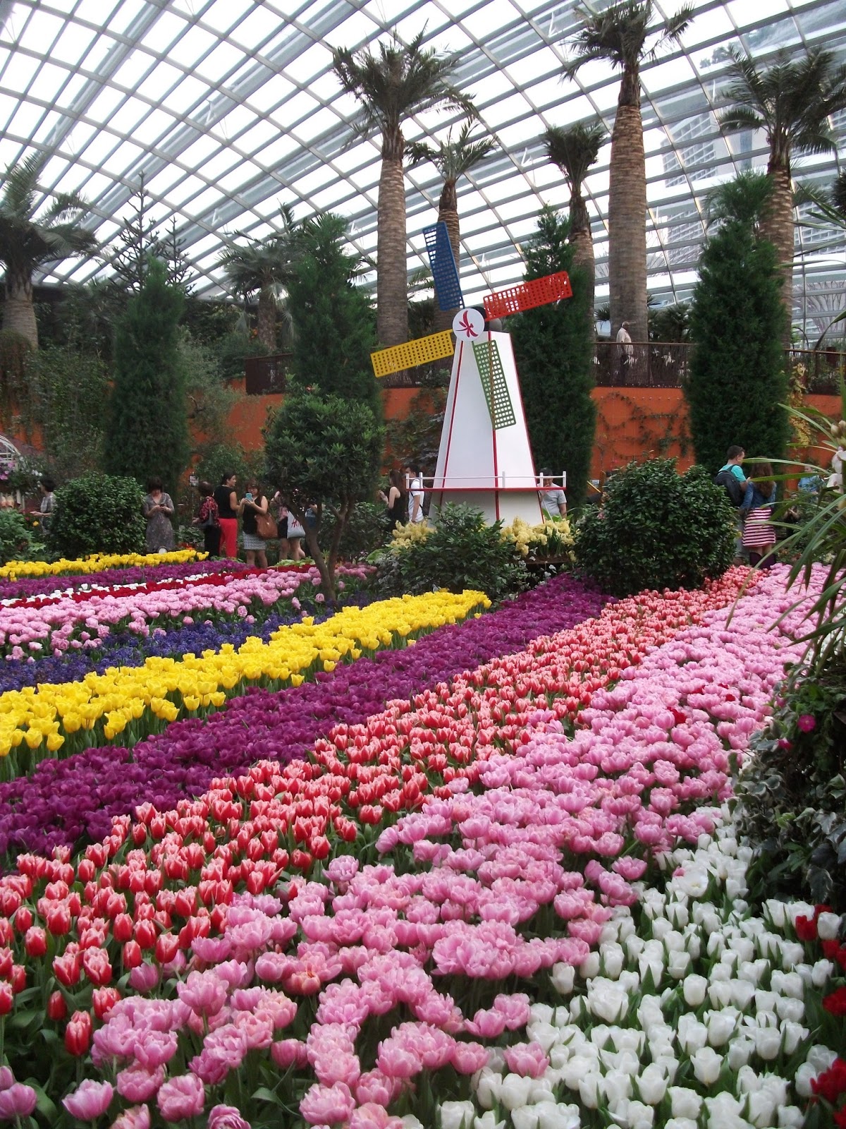 Expat Adventures in Singapore Tulips in Bloom at Tulipmania