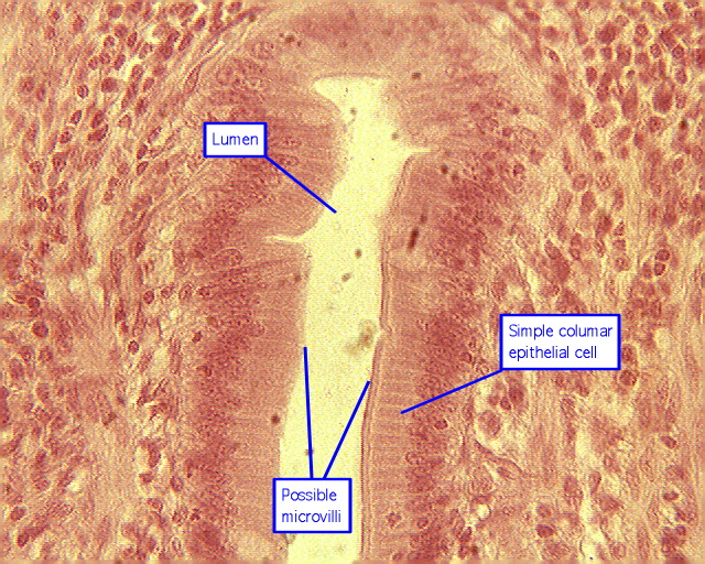 Special Stains In Histology Pdf