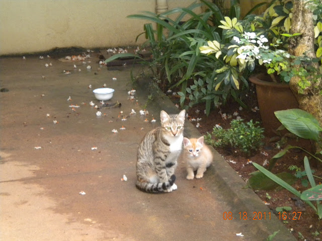 cat with a cute kitty