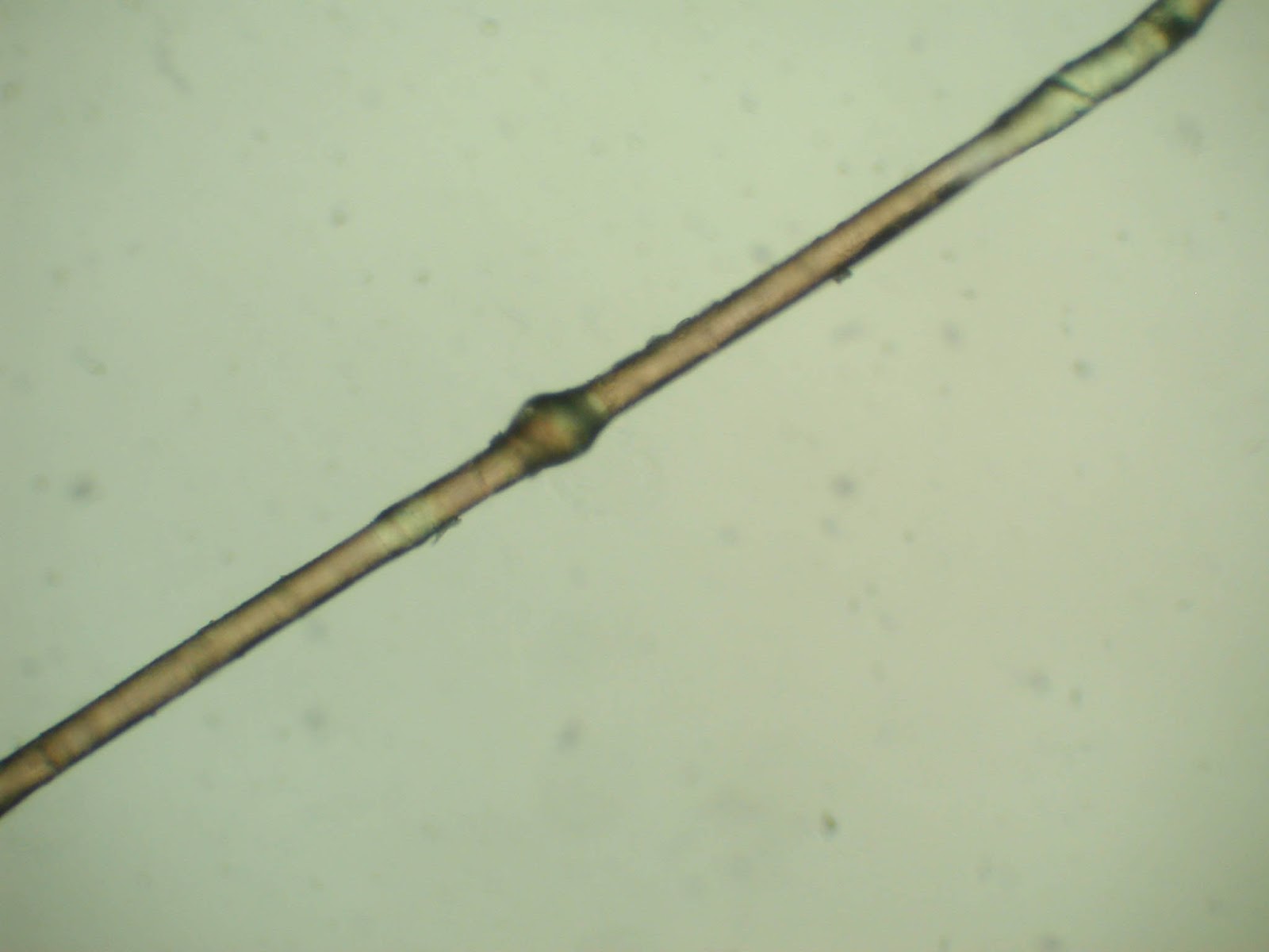 Bamboo Grove Photo Bamboo Hair