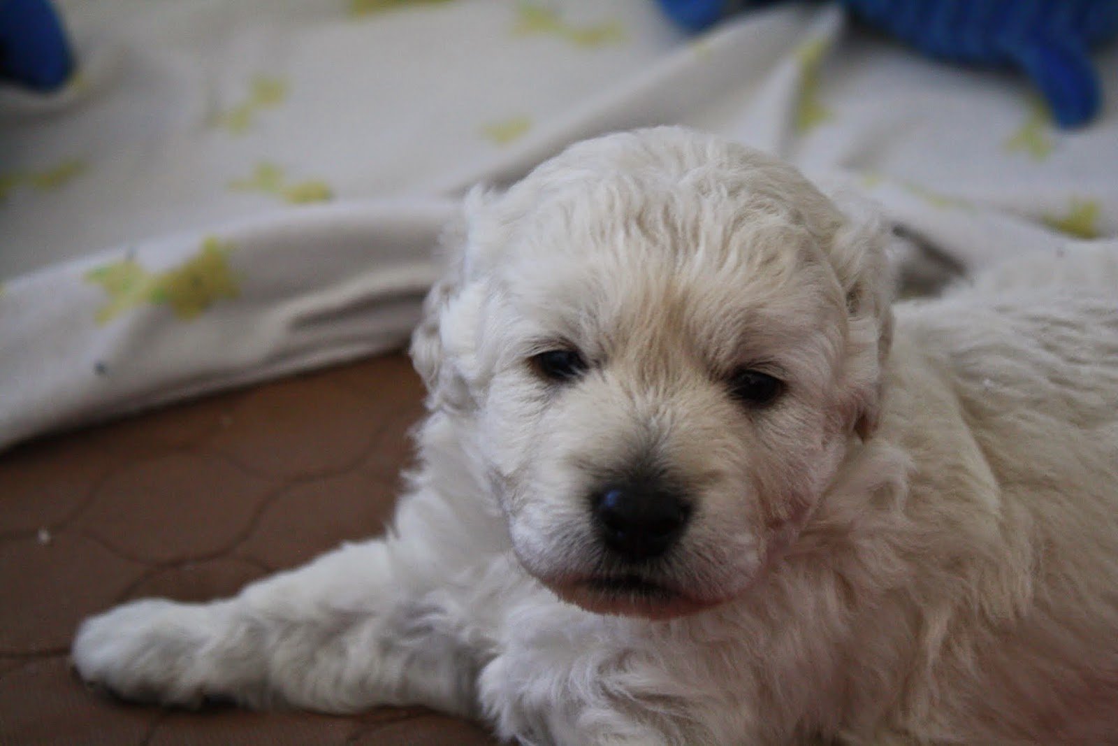 Daisey's Doodles Seattle F1b Miniature Goldendoodles, 20 to 25 lbs