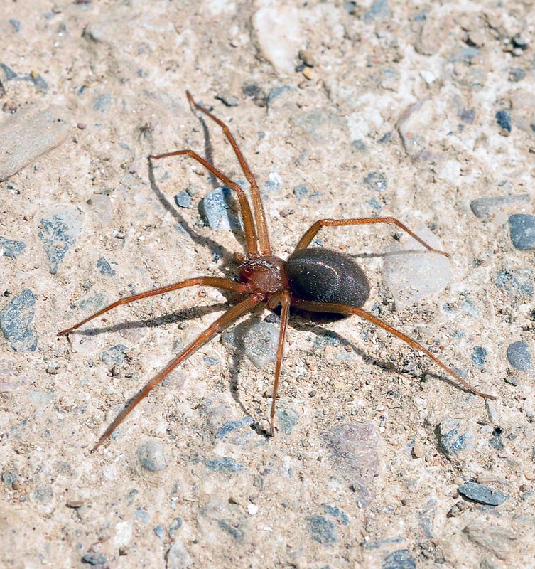Loxosceles rufescens Mundo Natural Faluke