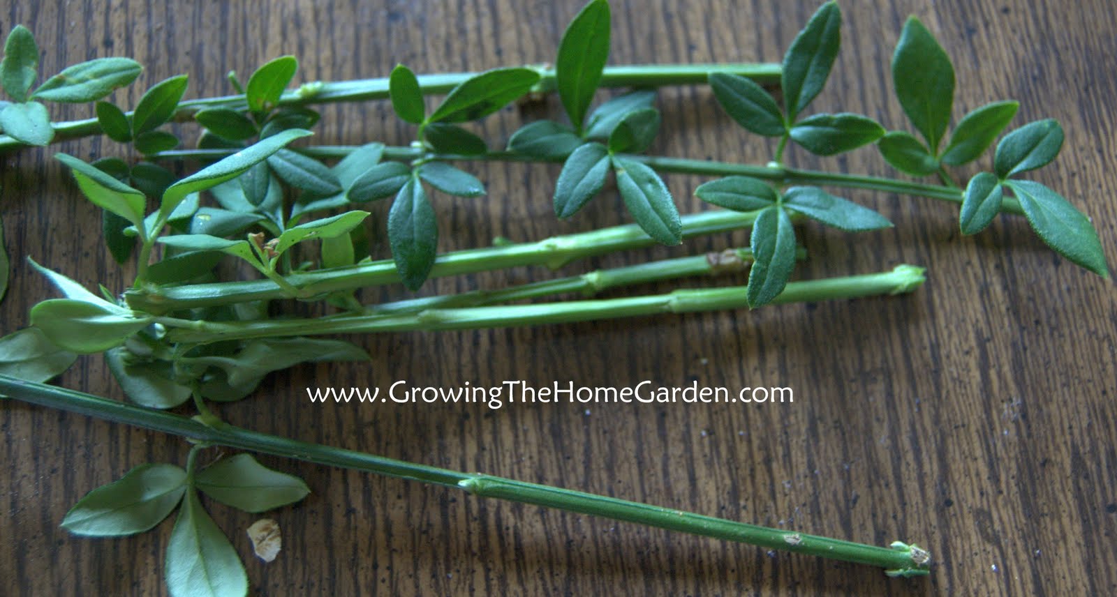 Taking Advantage of Aerial Roots Growing The Home Garden