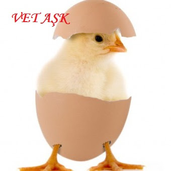 veteriner hekimlerinin blogu