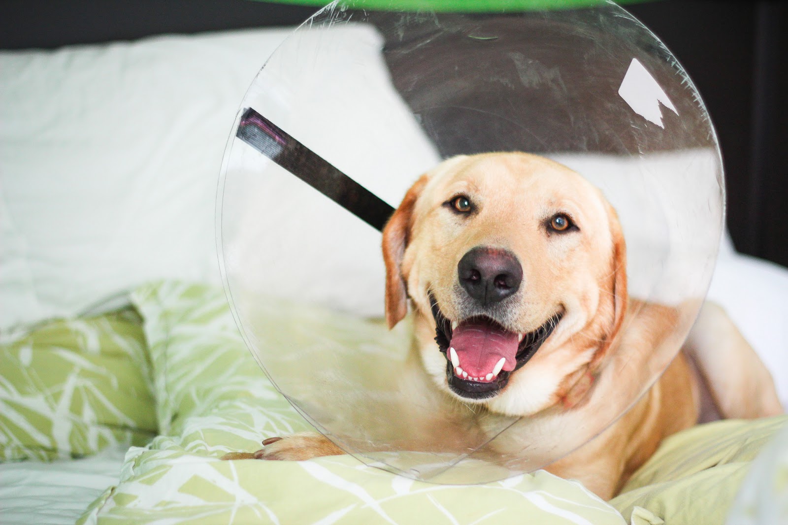 Musings of Kyooyoo Yoo 479 Cone Of Shame An Annotated Photo Documentary