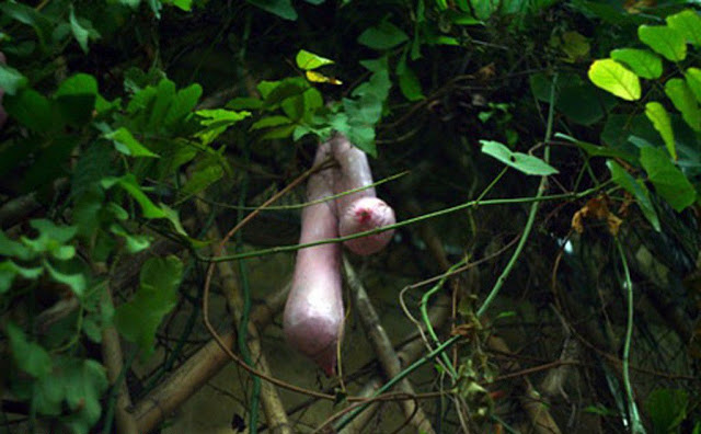 Boob Gourd, Buah unik yang Berbentuk Seperti Payudara Wanita