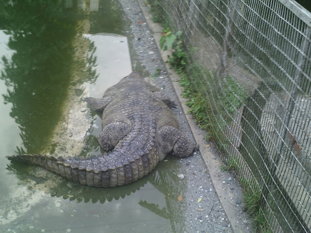 Phuentsholing Crocodile breeding center Bhutan