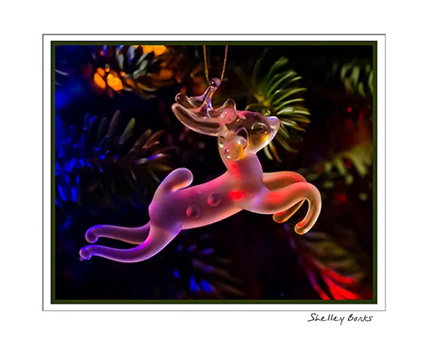 Christmas Reindeer; Copyright Shelley Banks; all rights reserved.