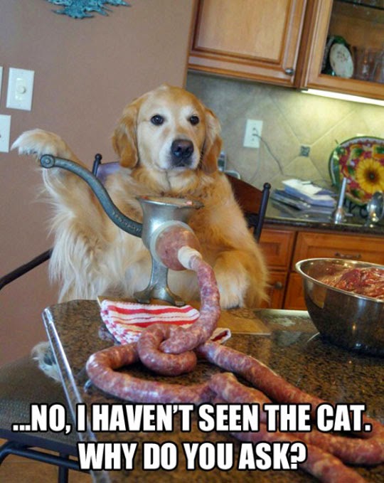 Can We Have a New Witch Ours Melted: Wet Dog Wednesday