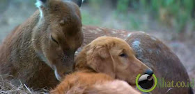 Pasangan Anjing Buta Dan Rusa Pasangan Anjing Buta Dan Rusa