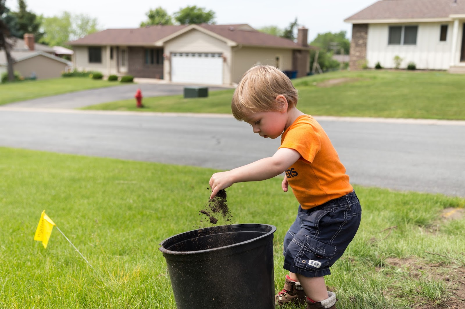 Rapsu Blog Salix Integra Dappled Willow Hakura Nishiki