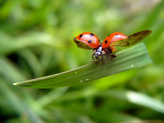 Free Download Ladybug Taking Flight Wallpaper