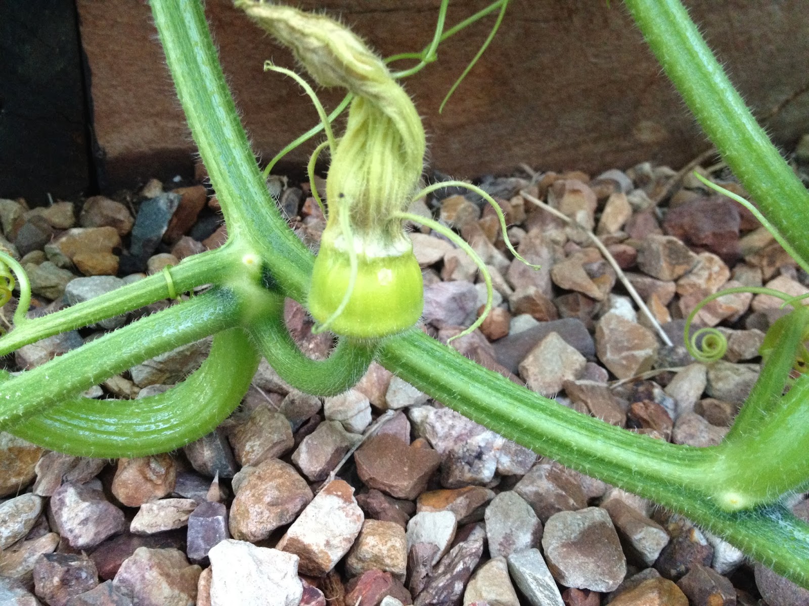 Growing Queensland Blue Pumpkins (Winter Squash) The Greening of Gavin