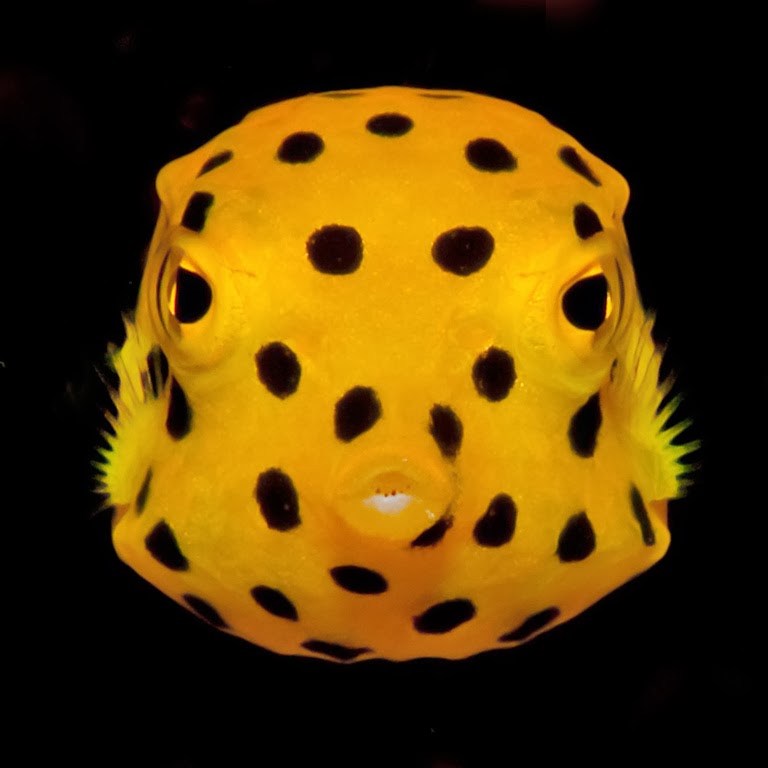 El pez cubo Amazing+pictures+animals++Photos+Zoo+pics+nature+beautiful+rare+yellow+boxfish+Ostracion+cubicus+sea~16