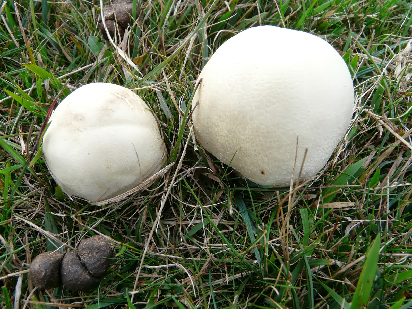 Foraging in The Cotswolds Horse Mushrooms On Cleeve Hill