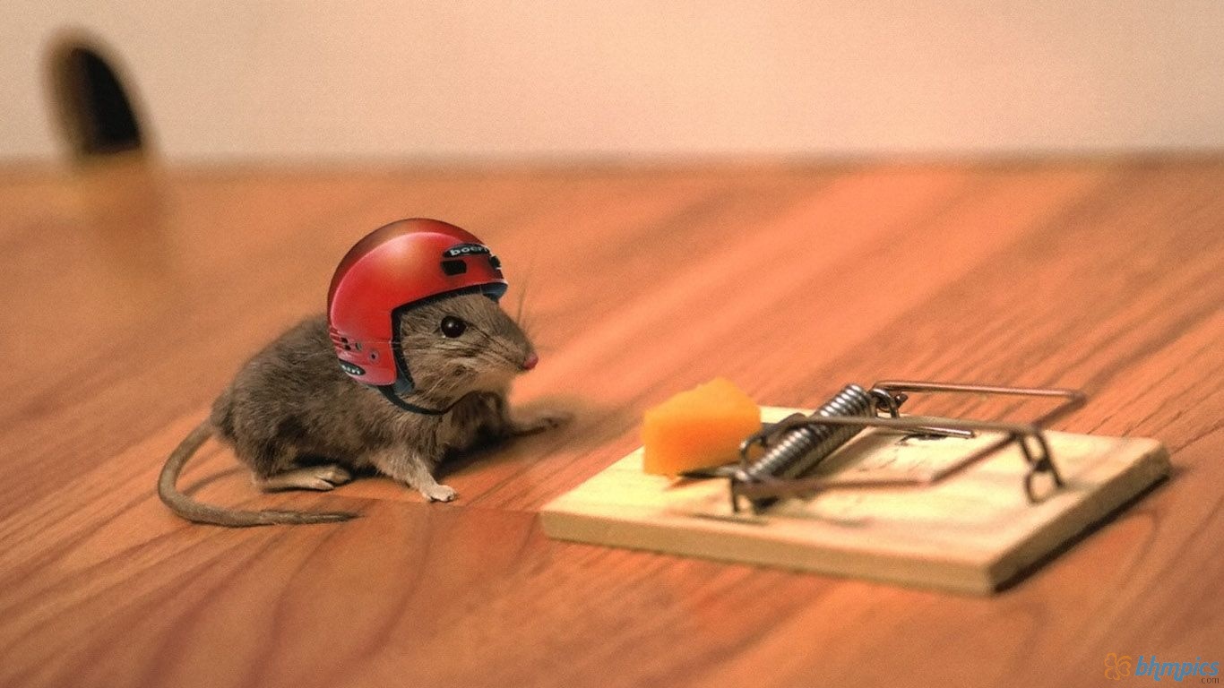 Free Best Pictures: Funny Mouse Wallpapers & Funny Pictures