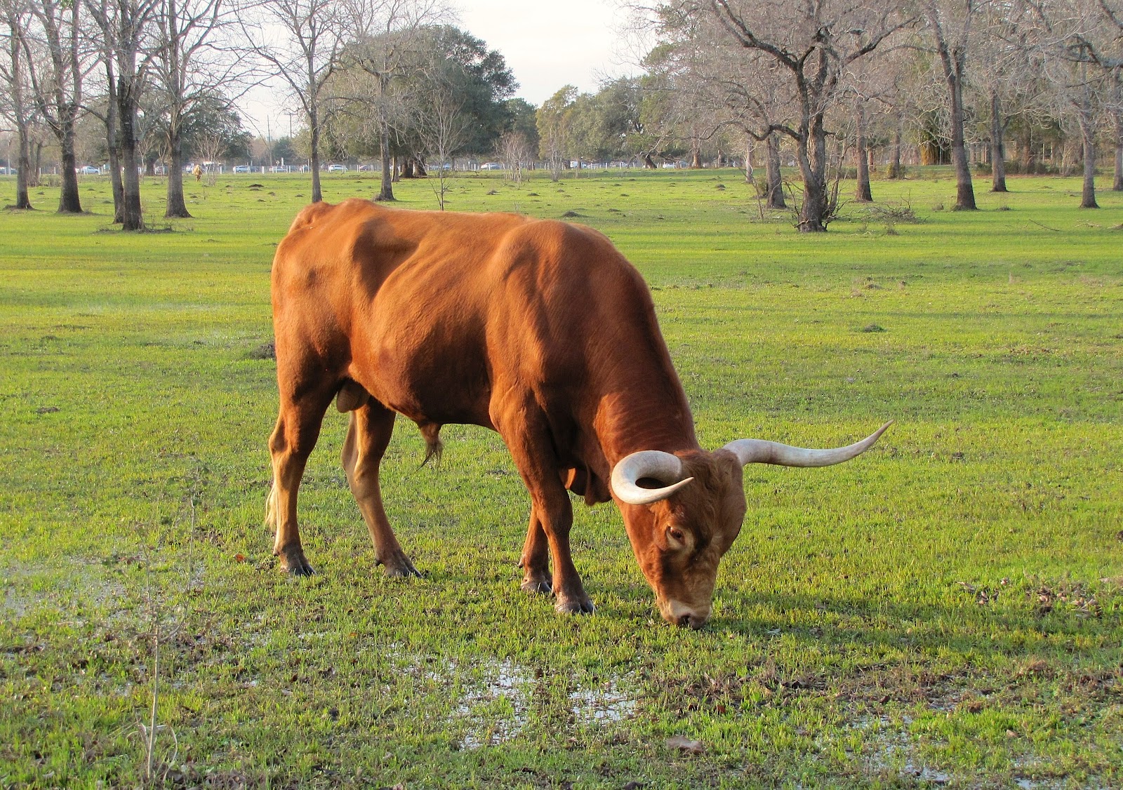 HTownWest Photo Blog Texas Longhorn Cattle at Houston Farm & Ranch