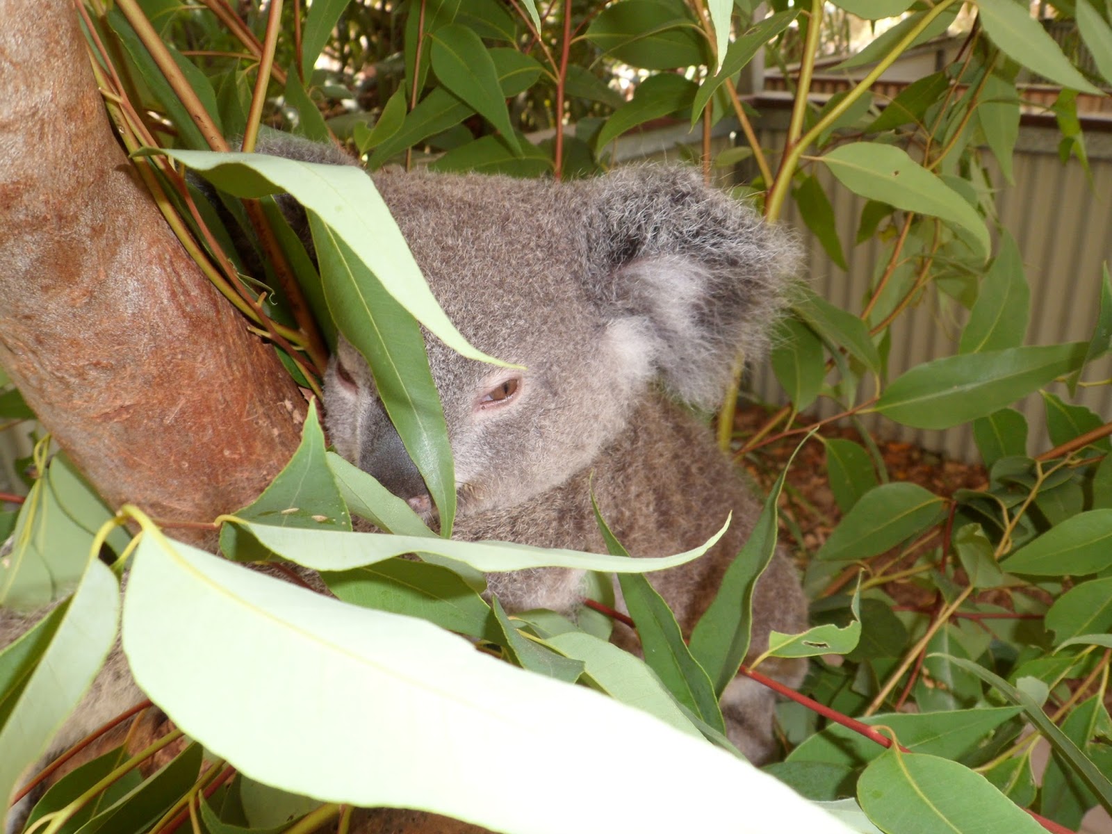 Joel kontinen Koala Cute Little Living Fossil Defies Evolutionary