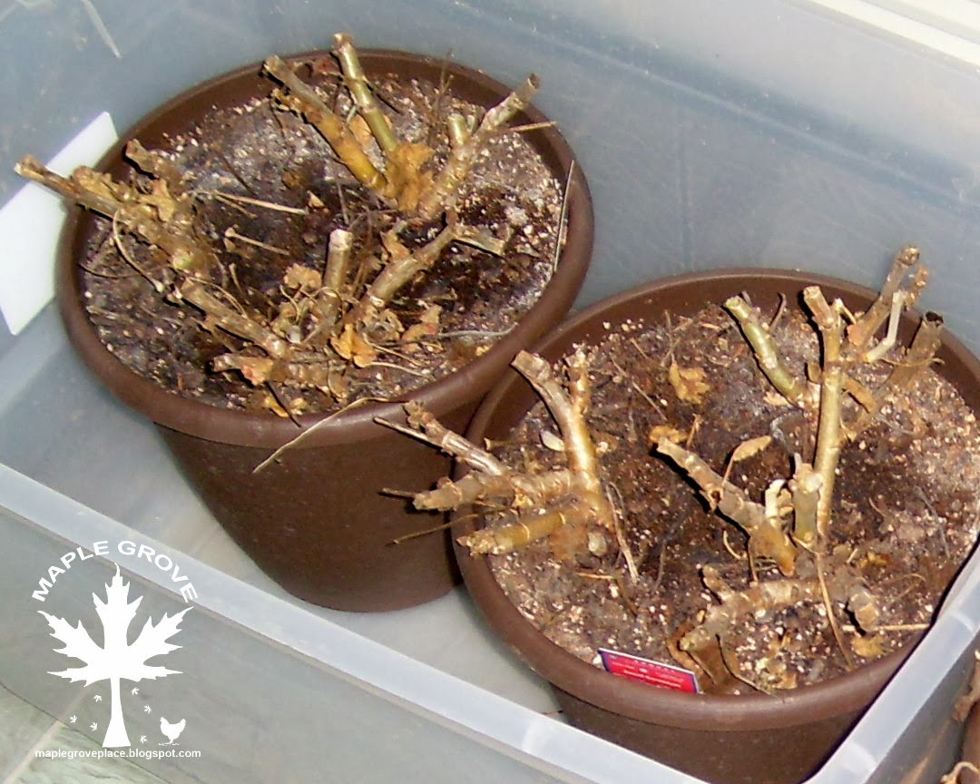 How To Plant Geraniums After Winter Storage