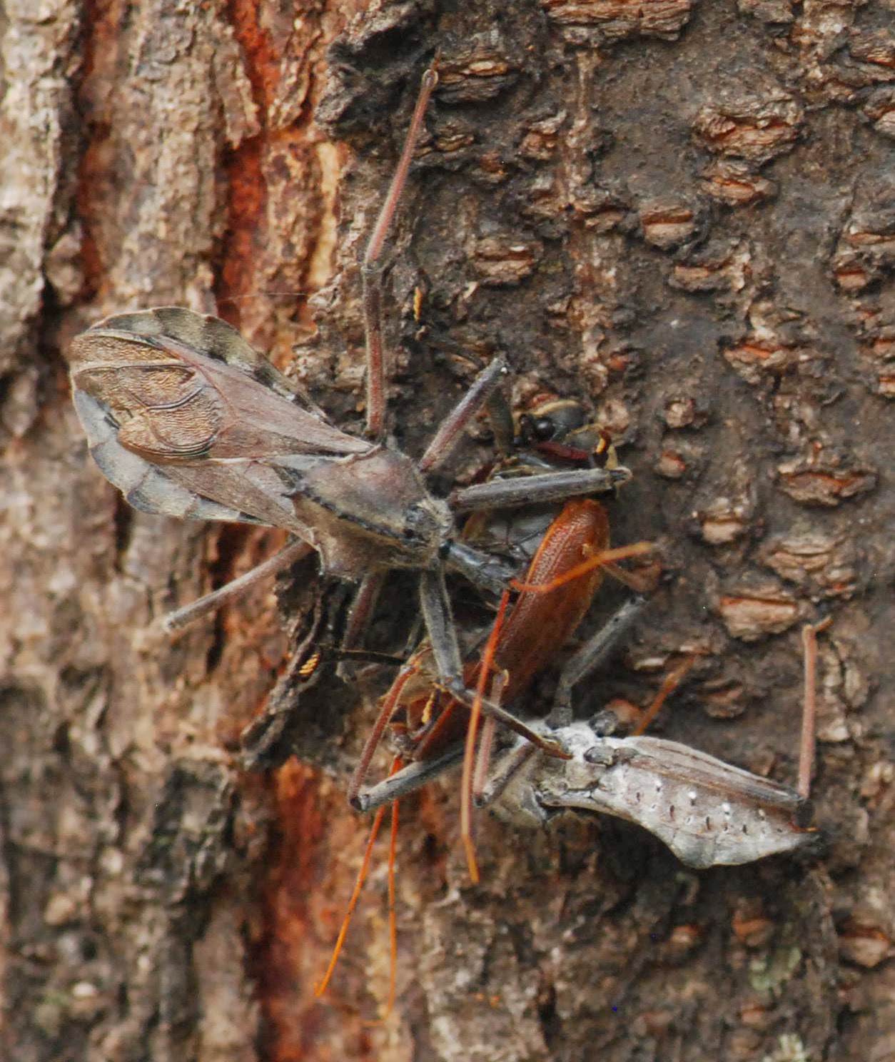 Gaia Garden Another Worry for Cicadas Cedar Beetles