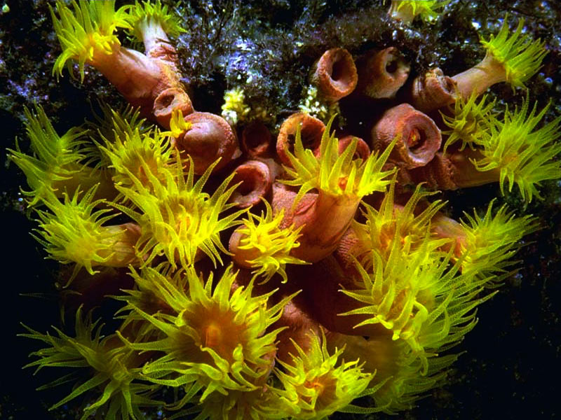 Wallpapers HD Desktop Wallpapers Free Online flower wallpaper